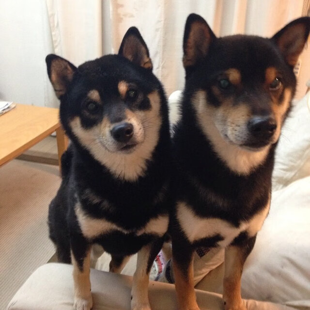 西决生死战之夜，戈贝尔用实力证明自己